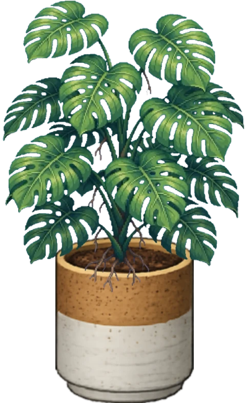 A fully mature monstera