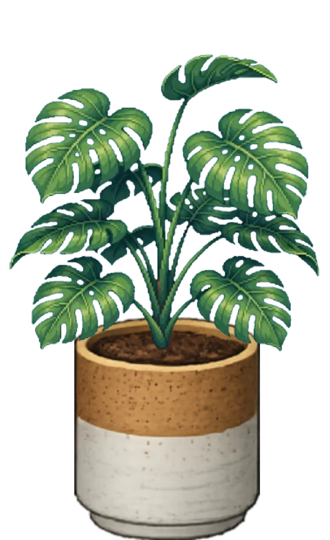 A half-grown monstera